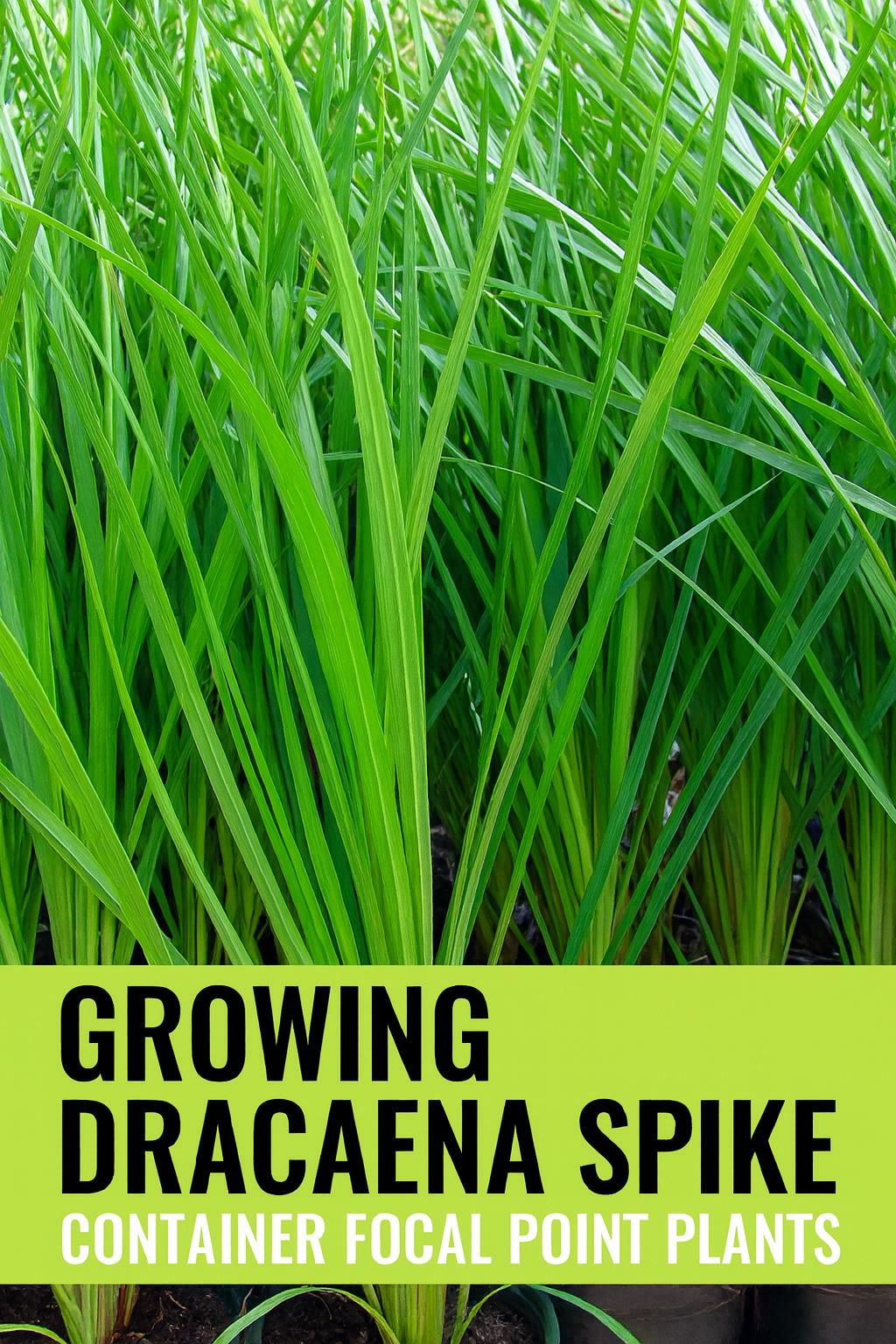 Growing Dracaena Spike Seeds (Cordyline) | Complete Guide for Starting &  Care  trailingpetunia.com