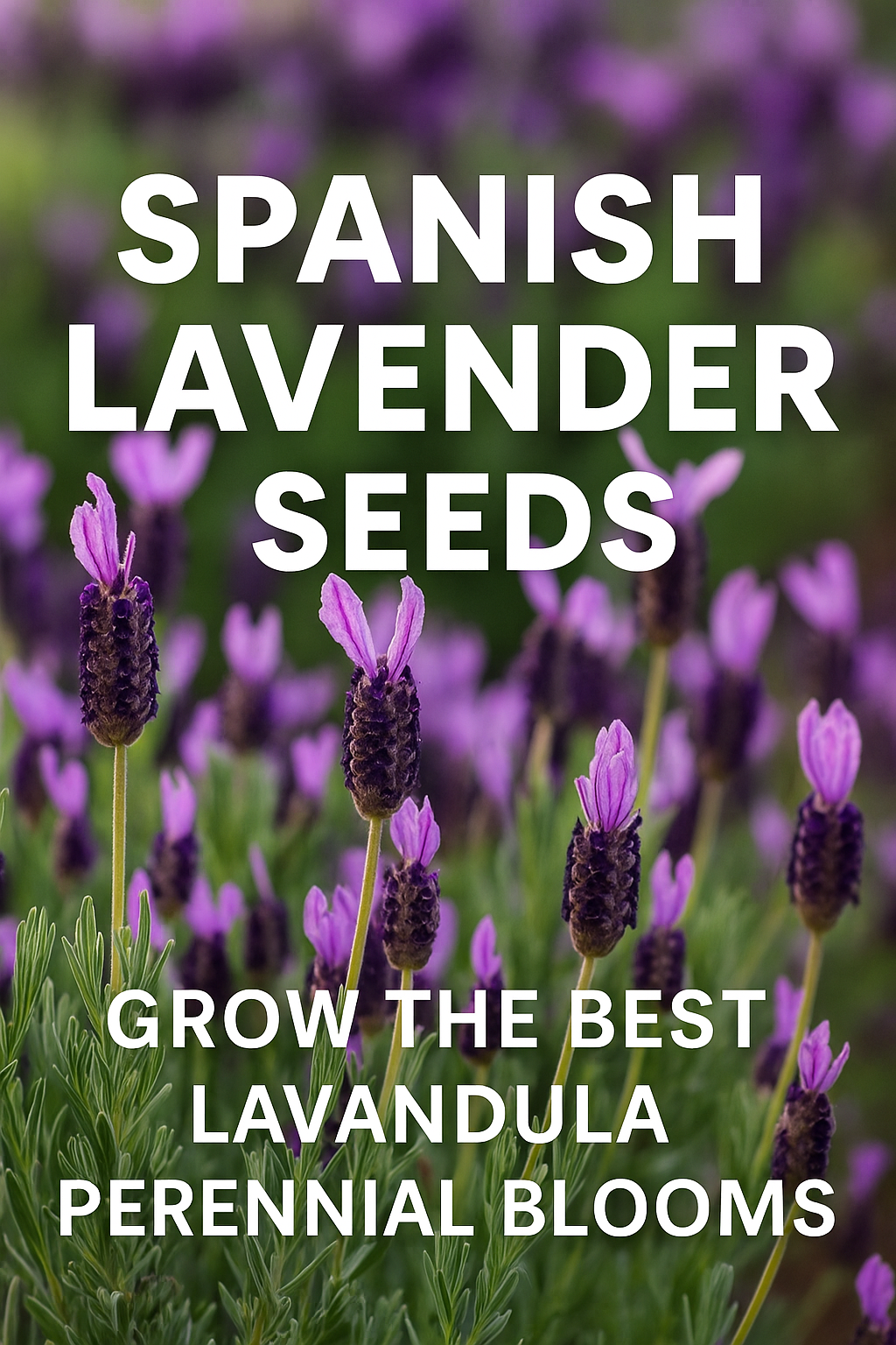 Spanish Lavender Seeds