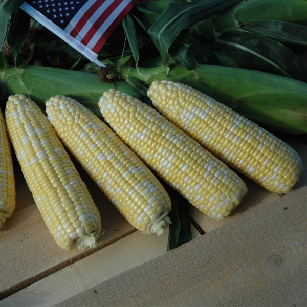 American Dream Sweet Corn Seeds | 50 F1 Hybrid Bicolor Vegetable Seeds