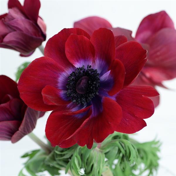 Anemone Seeds Gemstone Chocolate 15 thru 50 Seed Windflower Seeds