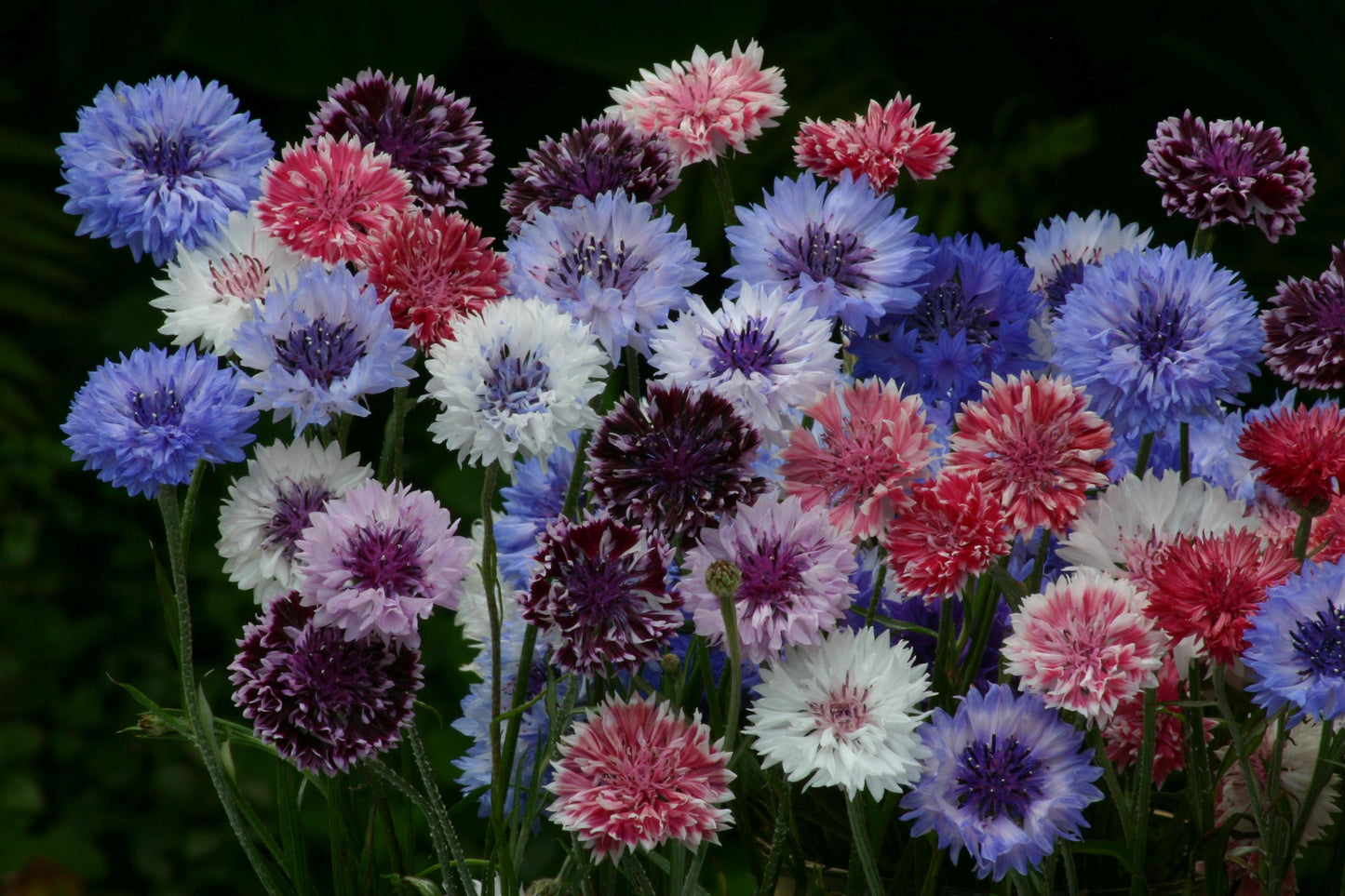 Bachelor Button Seeds Classic Artistic Mix Centaurea 100 Seeds Cut Flower Variety