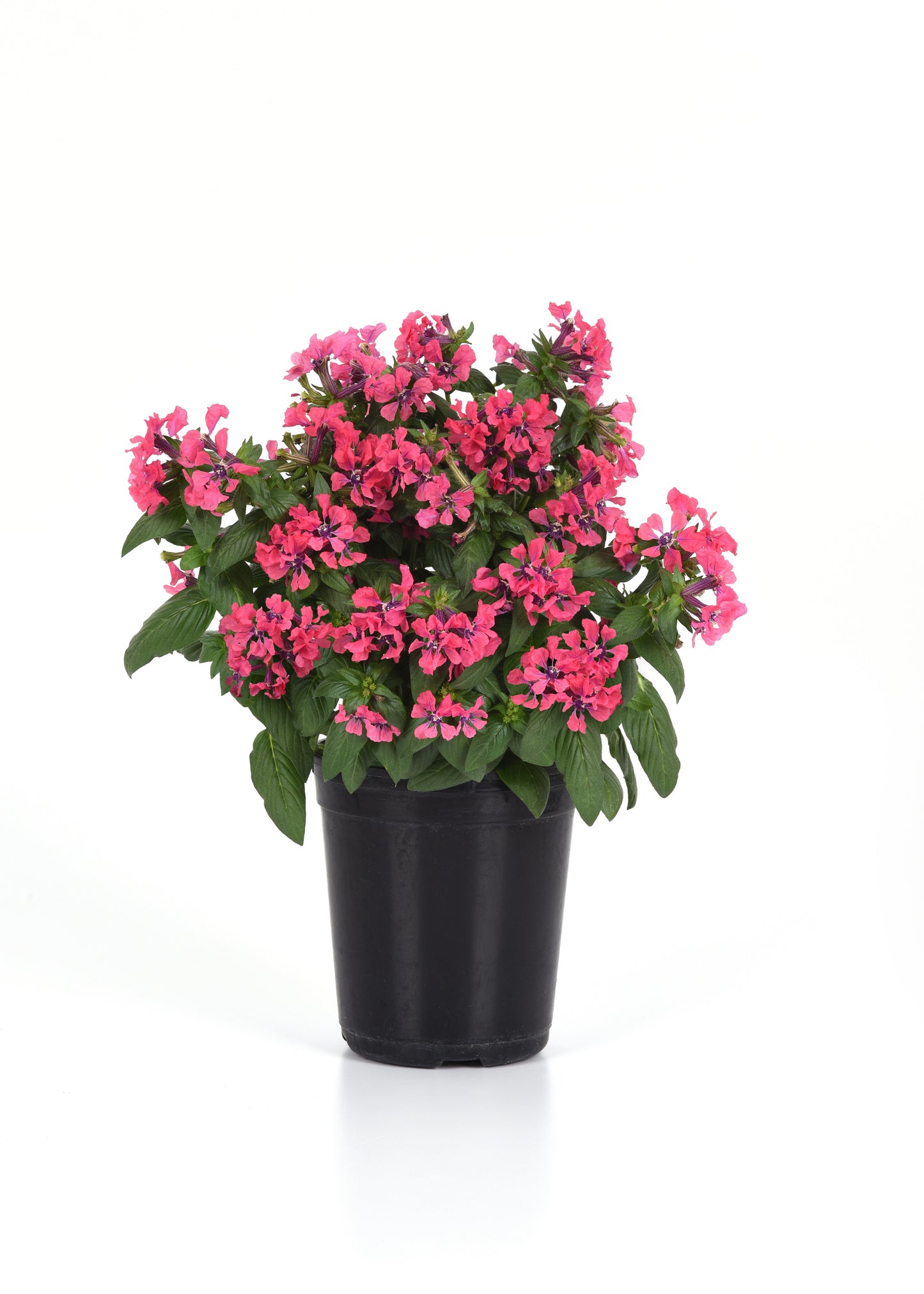 Sweet Talk™ Deep Pink Cuphea Seeds – 25 Premium Flower Seeds