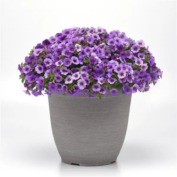 Close-up of Classique Denim calibrachoa blossoms, trailing blue petunia-like flowers