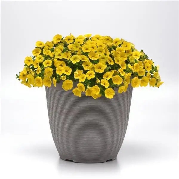 Calibrachoa Seeds Classique Yellow plant mounded with sunny yellow blooms in a gray container