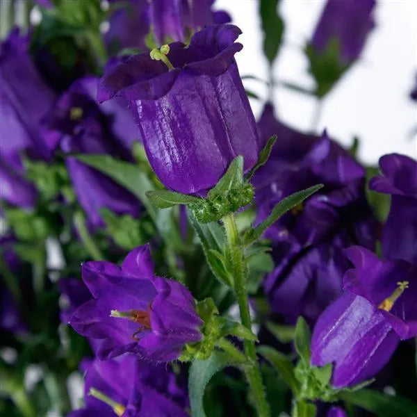 Campanula Champion II Deep Blue bellflower blooms close up