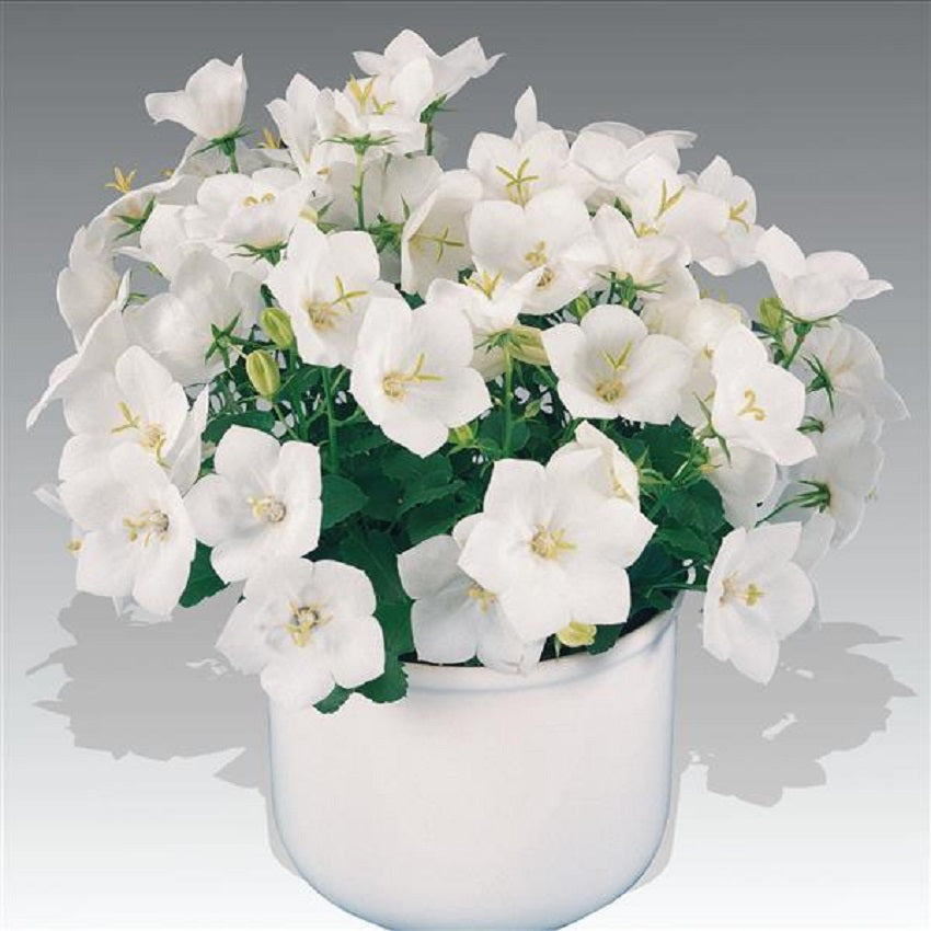 Campanula Pearl White Campanula Seeds 50 Pelleted Perennial Seeds