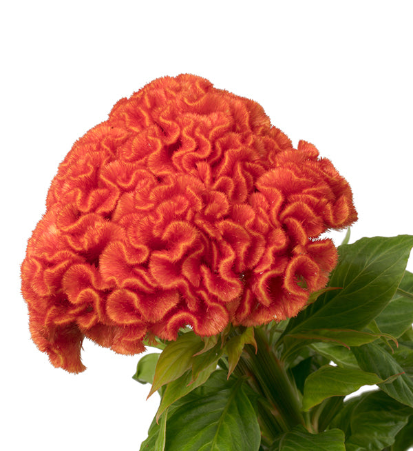 Celosia Seeds 50 Flower Seeds Celosia Captain Dark Orange Cockscomb Seeds