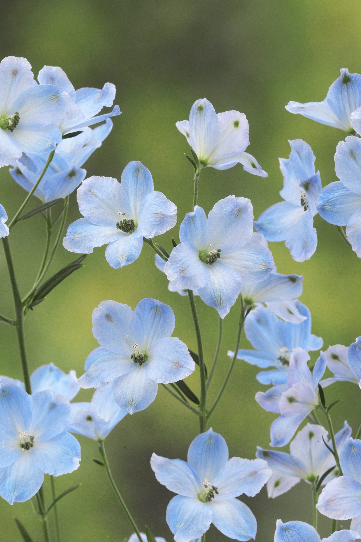 Delphinium Seeds Delphinium Brezza Light Blue 25 Seeds F1 Hybrid Cut Flower