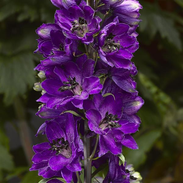 50 Delphinium Seeds Delphina Dark Blue Black Bee