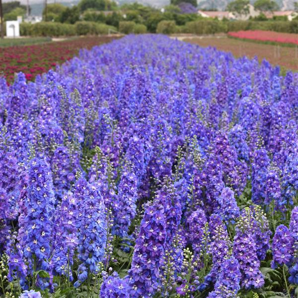 50 Delphinium Seeds Delphinium Guardian Blue F1