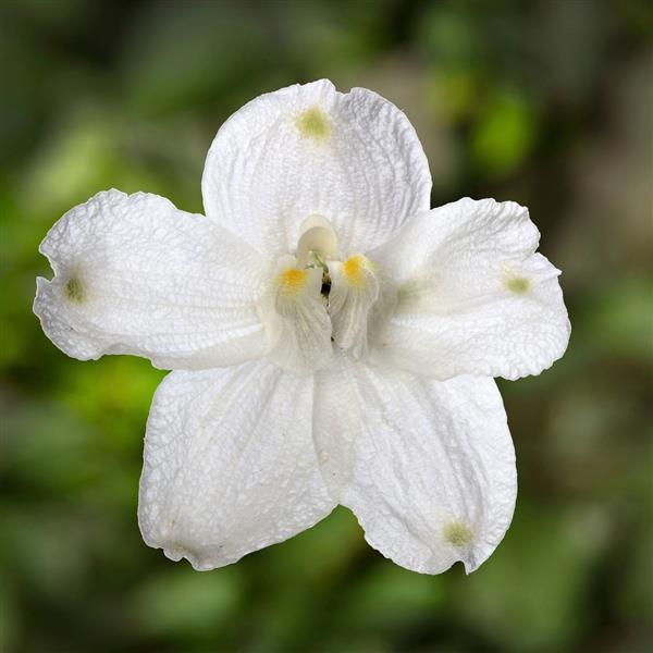 25 Delphinium Seeds Delphinium Hunky Dory White