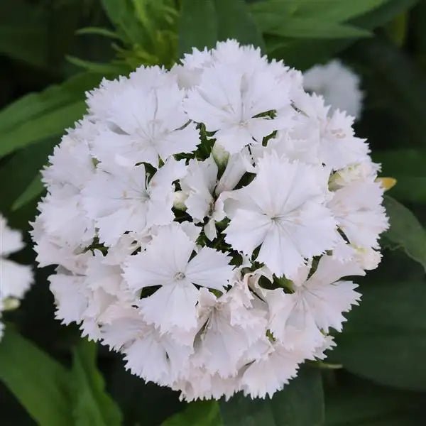 Close-up of Dash White dianthus showing a rounded cluster of white Sweet William flowers with finely fringed petals
