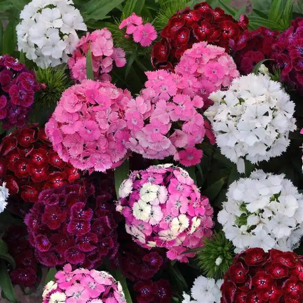 Close-up of Dash Mix dianthus with fringed pink, white, deep red, purple, and pink-and-white bicolor flower clusters