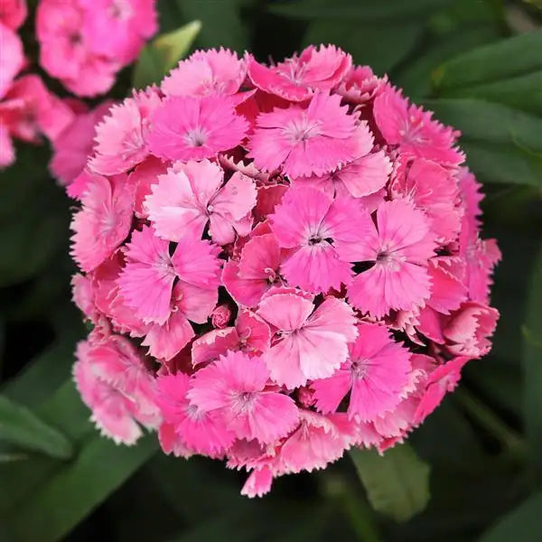 Close-up of Dash Pink dianthus with a rounded cluster of bright pink Sweet William flowers and finely fringed petals