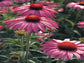 Echinacea Seeds 50 Cone Flower Seeds Primadonna Rose