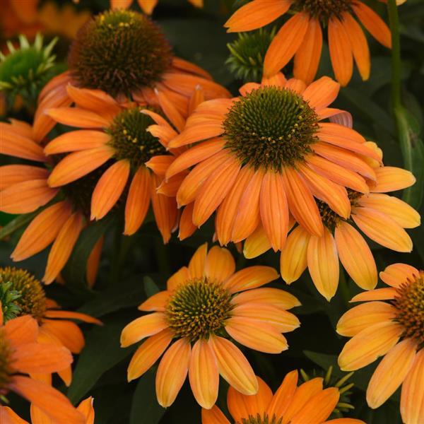 orange echinacea seeds 15 Echinacea Seeds Echinacea Artisan Orange Flower Seeds