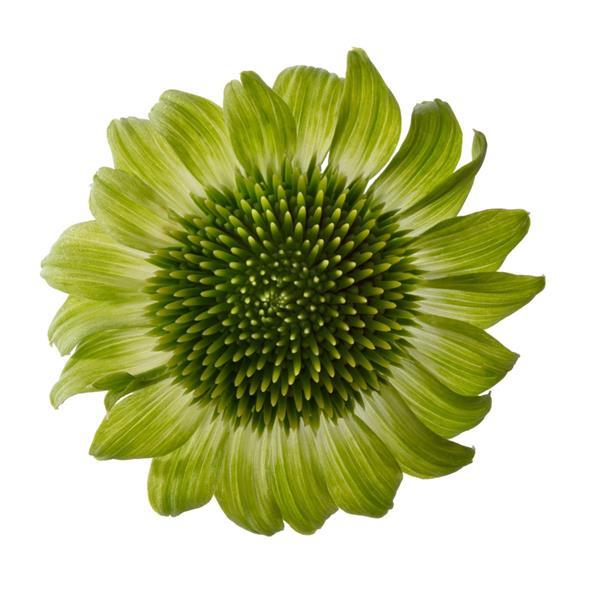 green echinacea seeds Echinacea Prairie Blaze™ Green | Echinacea Seeds