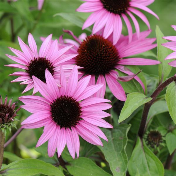 echinacea sensation pink seeds 25 Bright STAR CONEFLOWER Echinacea Purpurea Lavender Bright Rose Pink Flower Seeds