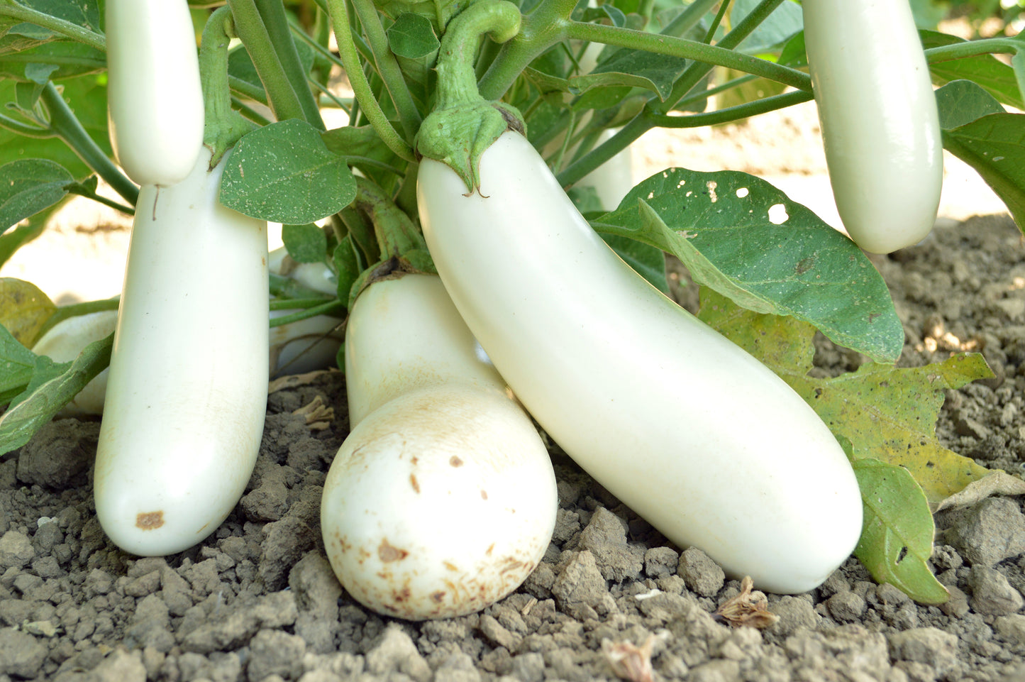 Snowy Eggplant Seeds 50 White Non-Bitter Vegetable Seeds