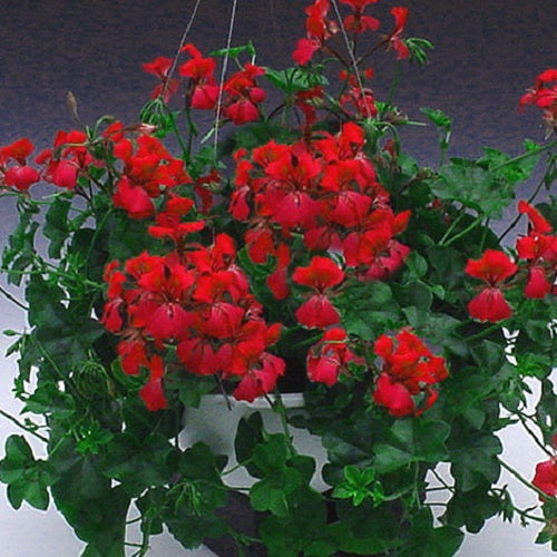 cascading geranium seeds 15 Geranium Seeds Cascade Beauty Red Trailing Geranium