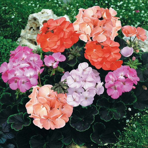15 Geranium Seeds Cola Mix Pelargonium Seeds