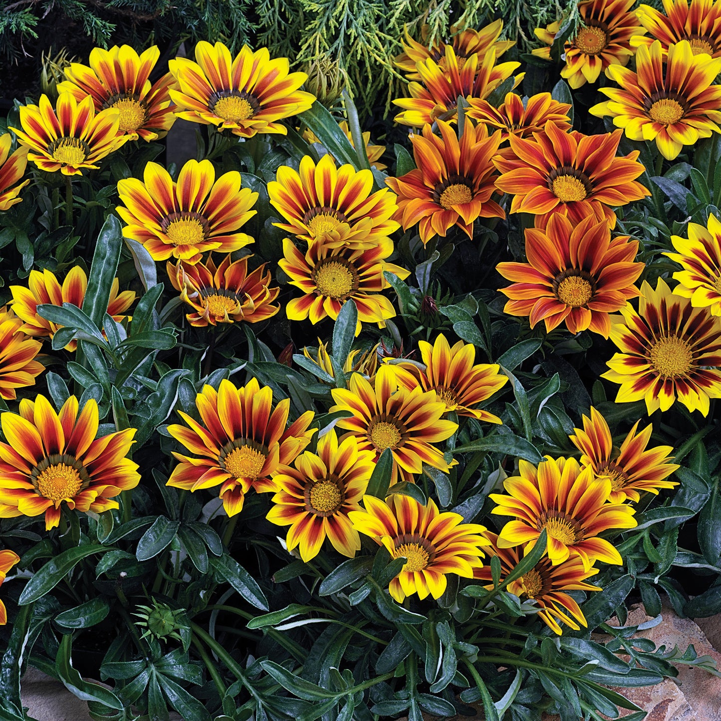 Kiss Frosty Flame Mix Gazania Seeds | 50 Heat & Drought Tolerant Flower Seeds