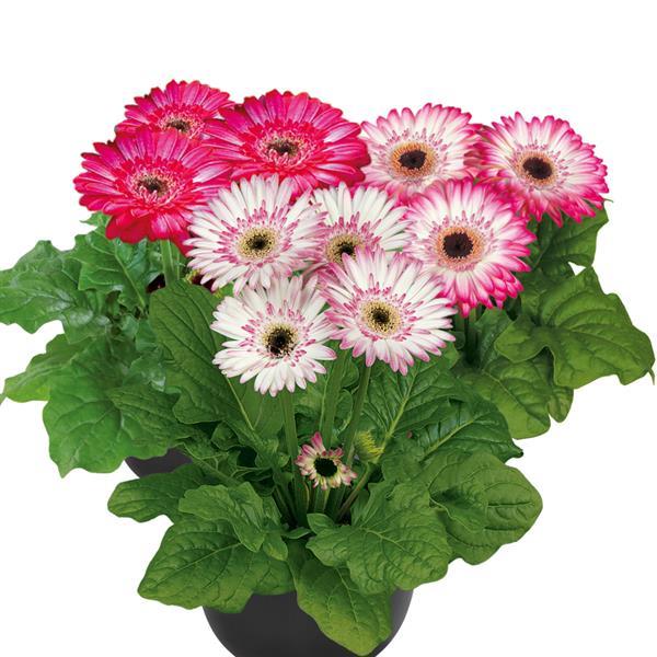 15 Gerbera Seeds Gerbera Floriline Midi Bicolor Dark Eye