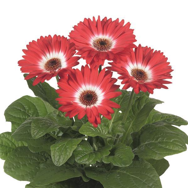 15 Gerbera Seeds Gerbera Floriline Midi Eyecatcher Red Dark Eye