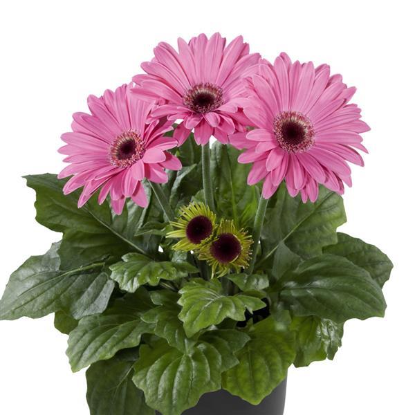 15 Gerbera Seeds Gerbera Floriline Midi Lavender Dark Eye