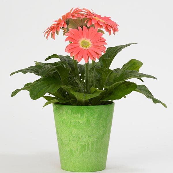 15 Gerbera Seeds Revolution™ Salmon Shades Light Eye Gerbera Daisy Seeds