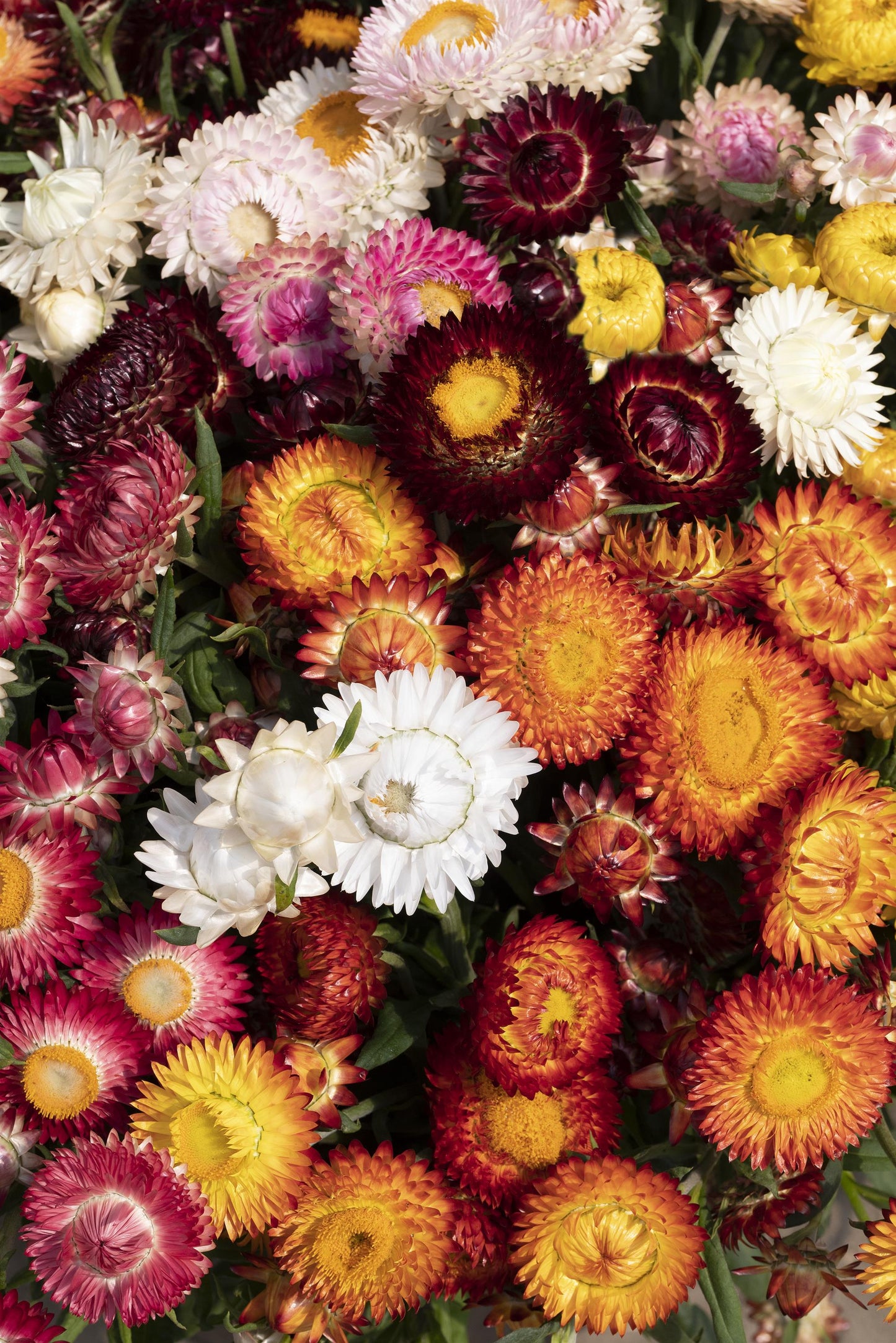 100 Strawflower Seeds Helichrysum King Size Formula Mix