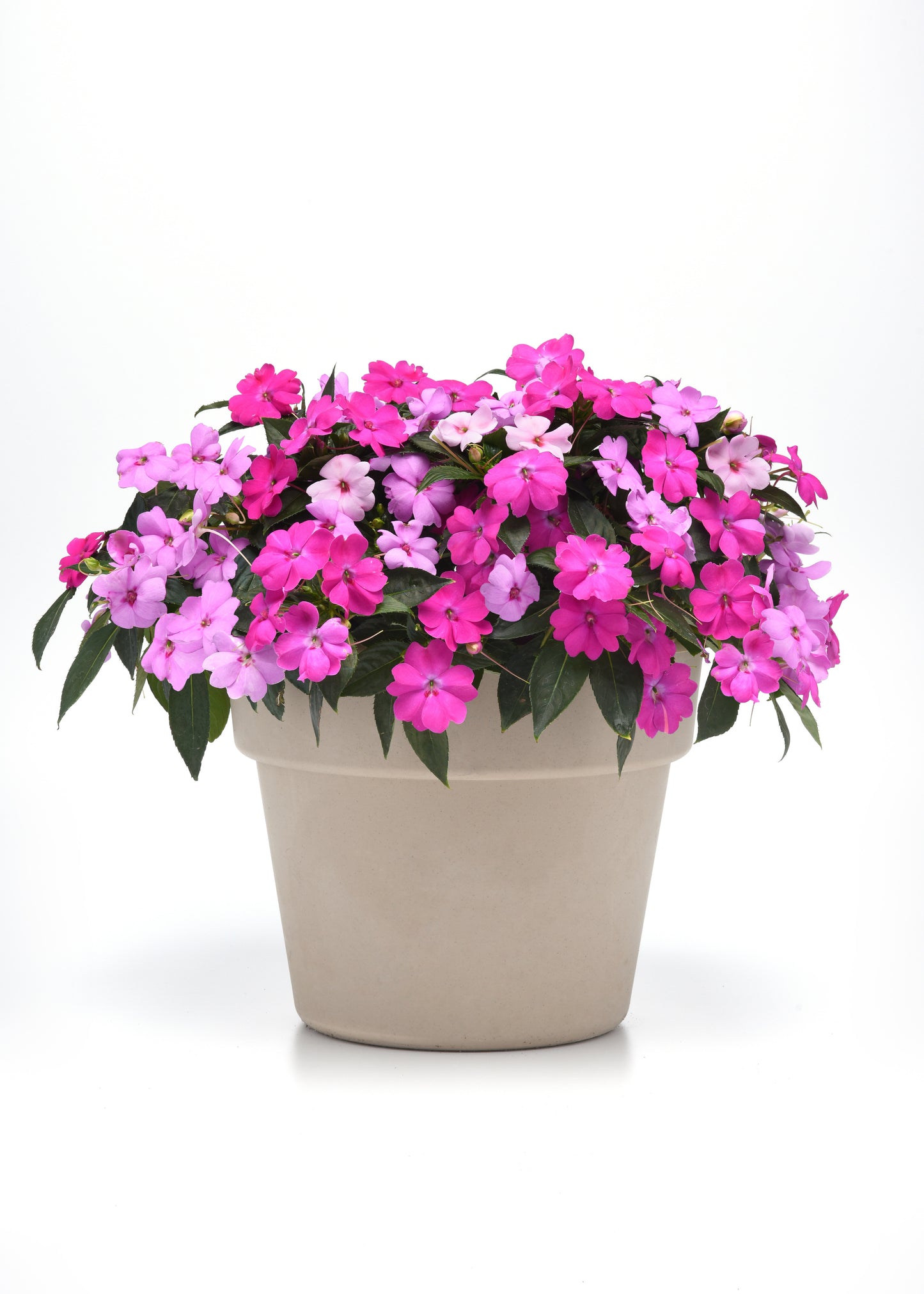 Impatiens Seeds Solarscape XL Brilliant Gems Mix 15 Seeds Sun and Shade Flower Seeds