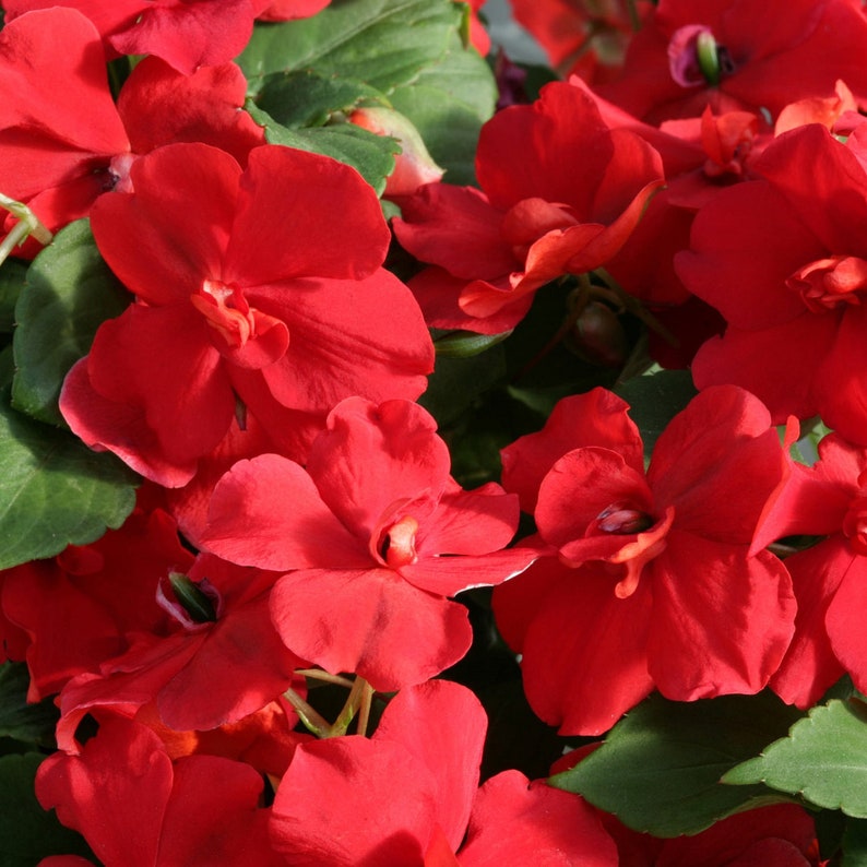 50 Semi Double Impatiens Seeds Athena Red Walleriana