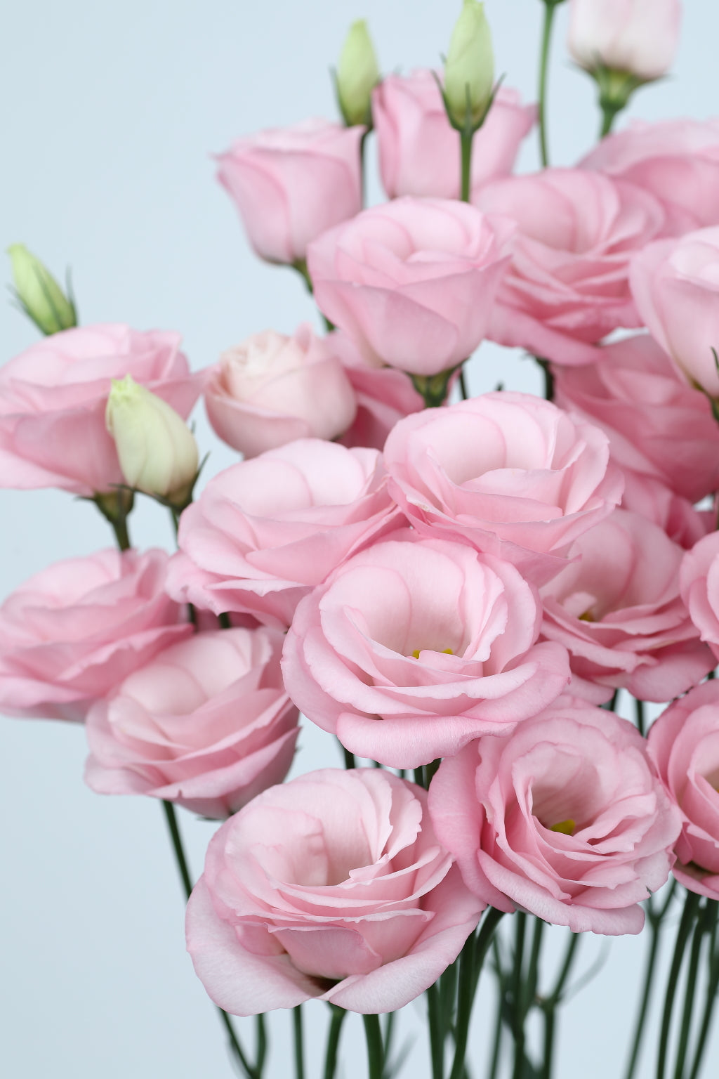 Rosita 1 Light Pink Lisianthus Seeds – 25 Pelleted Premium Cut Flower Seeds