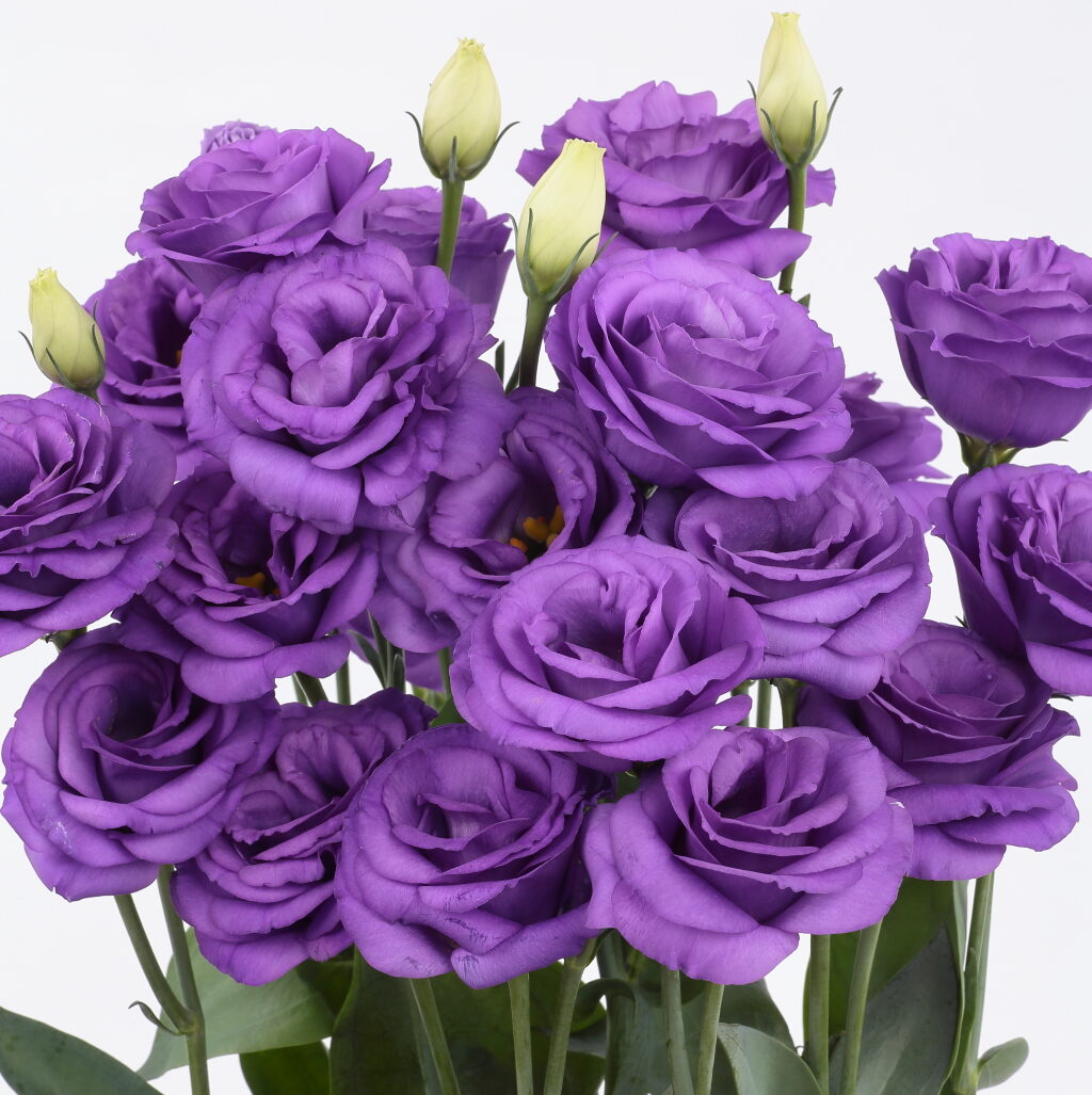 Rosita 3 Bright Blue Lisianthus Seeds 25 Pelleted | Premium Cut Flower Seeds