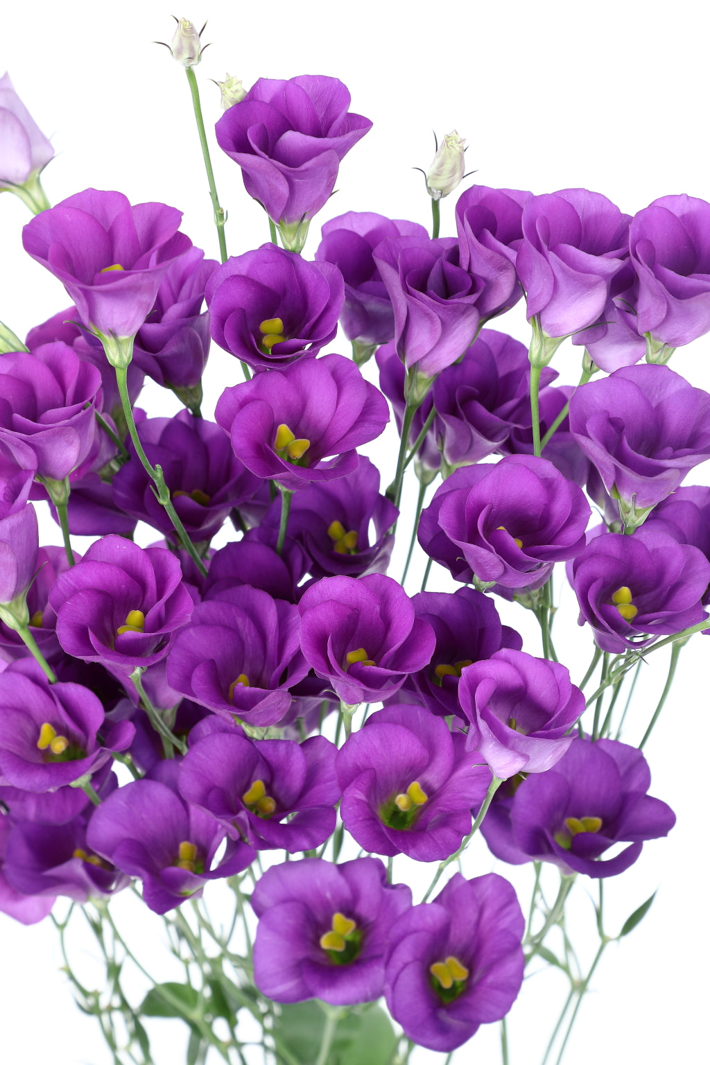 Viviana 1 Blue Lisianthus Seeds 25 Pelleted | Premium Cut Flowers