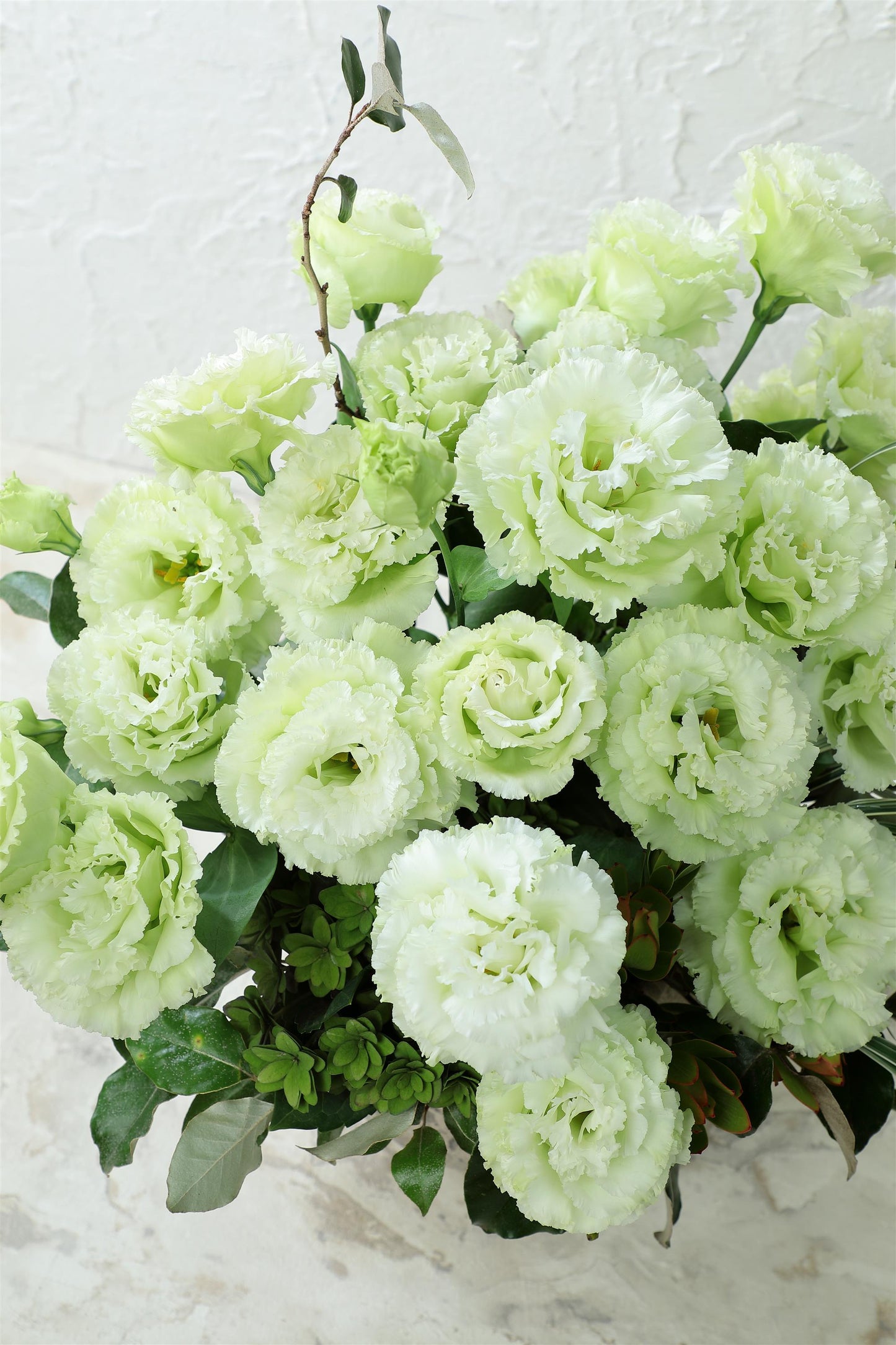 Voyage 2 Green Lisianthus Seeds 25 Pelleted | Premium Cut Flower Seeds