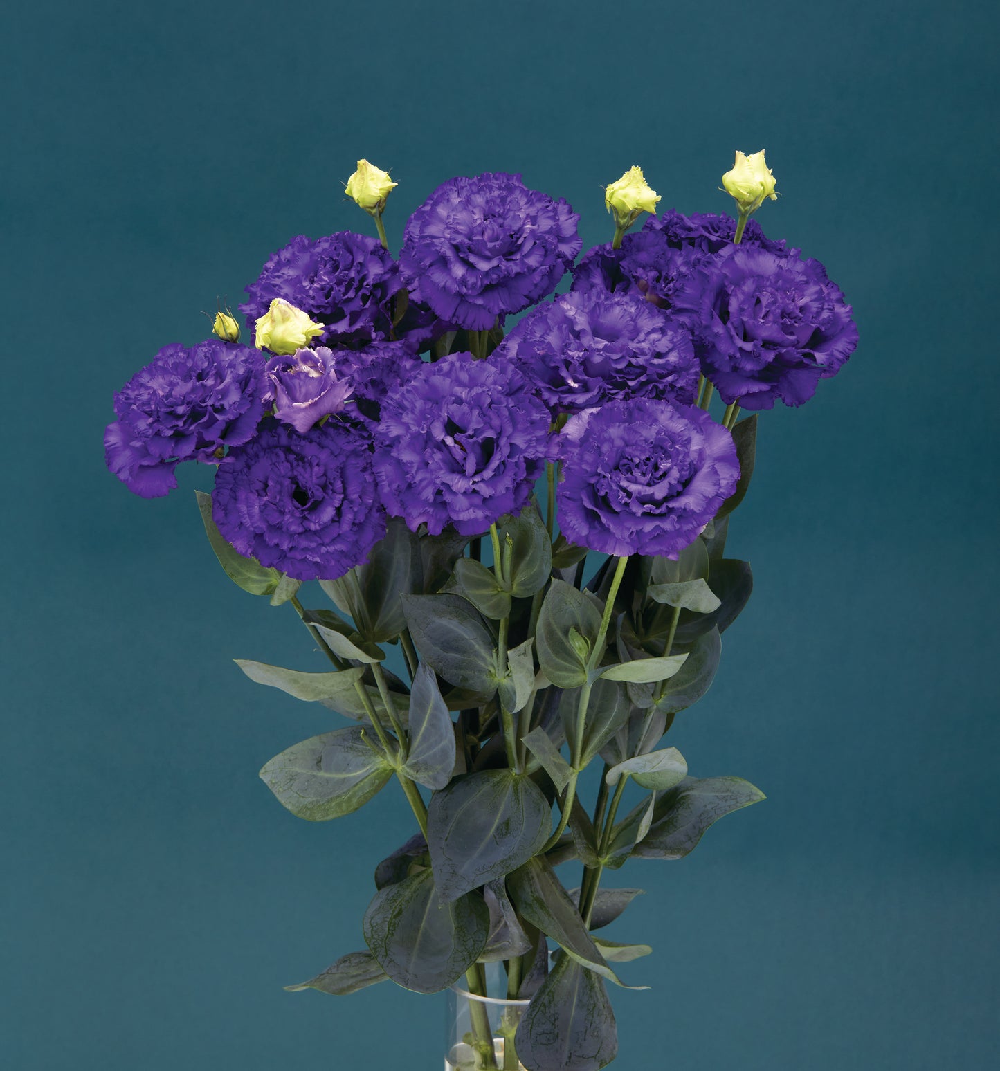 Corelli Sugoi 3 Blue Lisianthus Seeds – 25 Pelleted | Premium Cut Flower Seeds