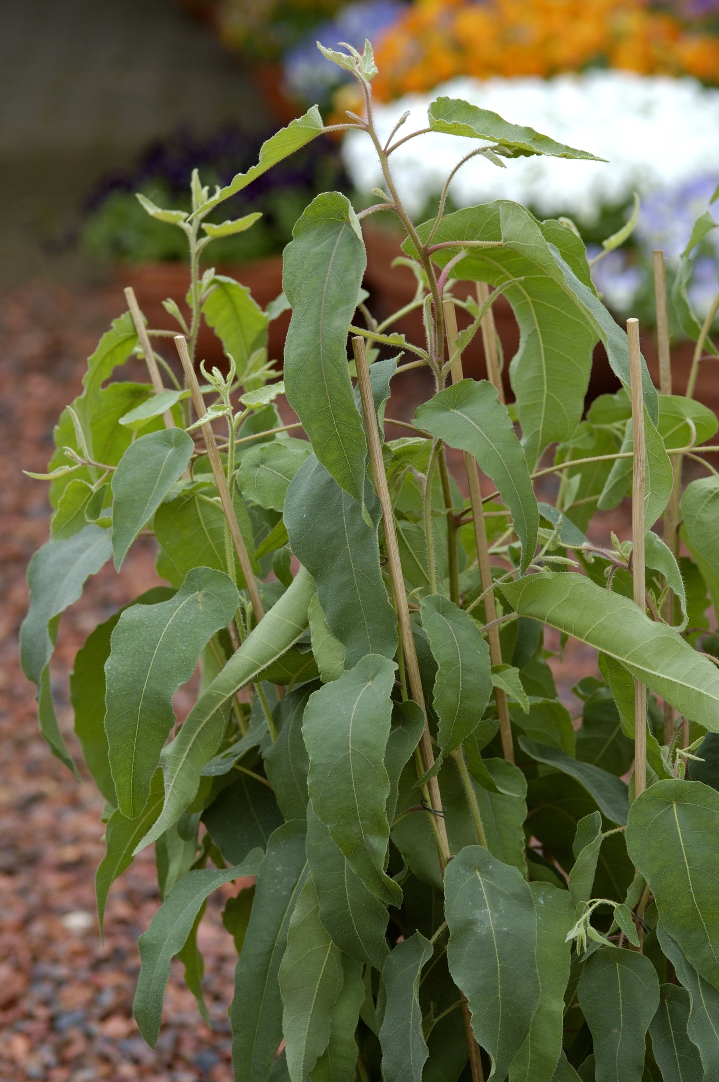 Lemon Bush Eucalyptus Seeds – 25 Seeds | Lemon-Scented Insect Repellent Plant
