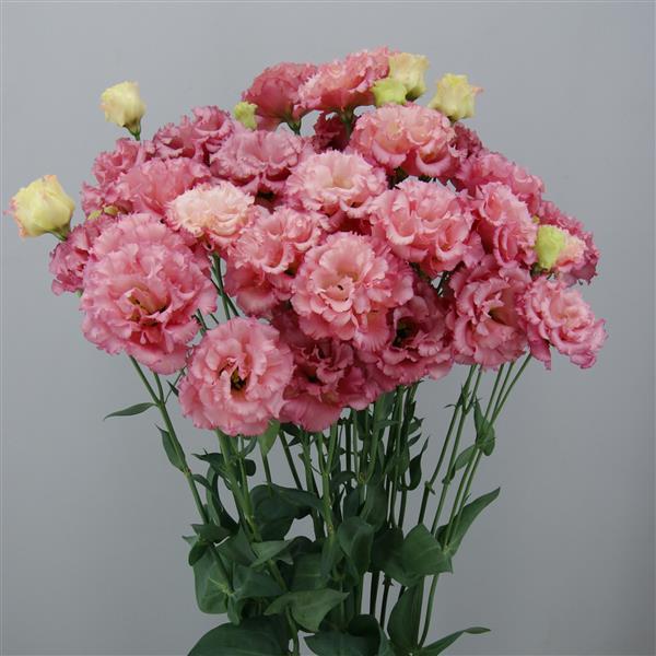 Cut Flower Seeds Lisianthus Seeds Celeb 1 Rouge 25 Pelleted Seeds