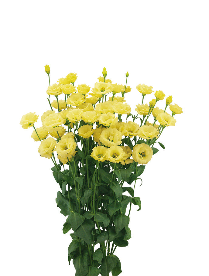 Lisianthus Seeds Little Summer 1 Yellow 25 Pelleted Seeds | Cut Flower Seeds