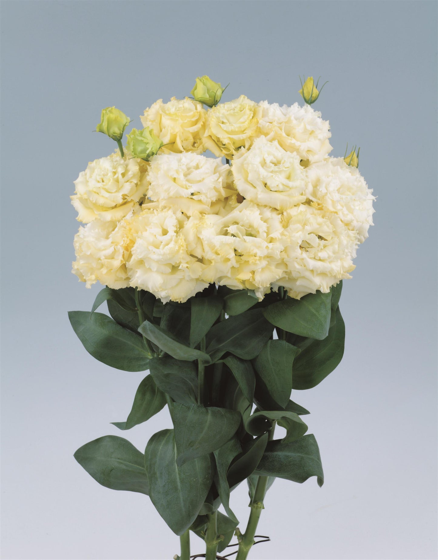 Voyage 2 Yellow Lisianthus Seeds – 25 Pelleted Seeds | Premium Cut Flower Variety