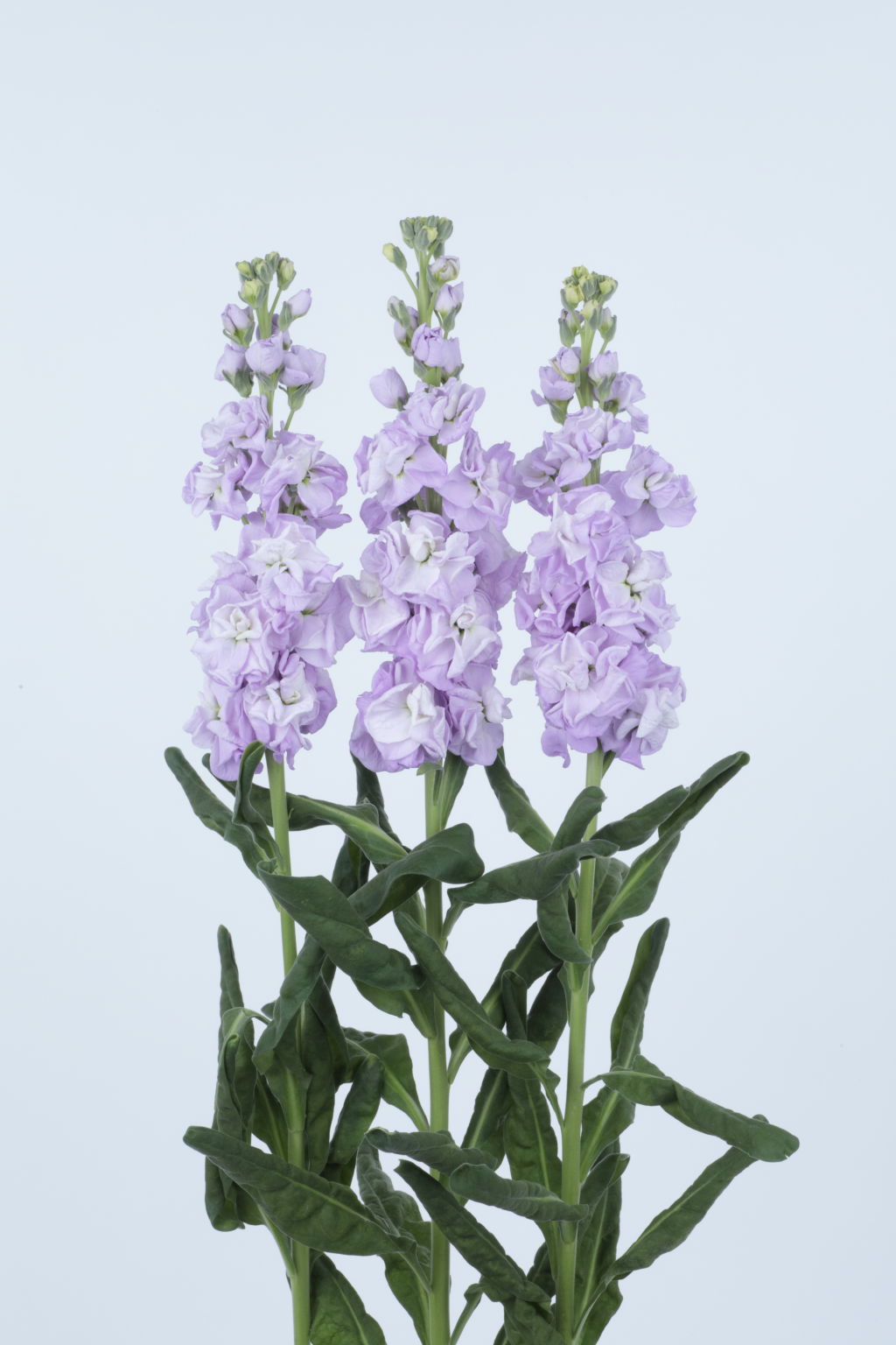 Stock Seeds Matthiola Early Iron Marine II 50 Premium Cut Flower Seeds