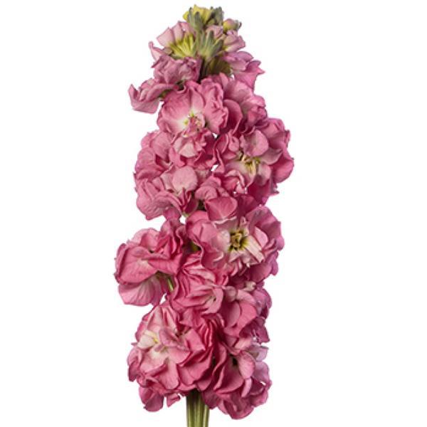 Matthiola Seeds Stox Rose Pink Stock Seeds 50 Seeds Double Flower Variety