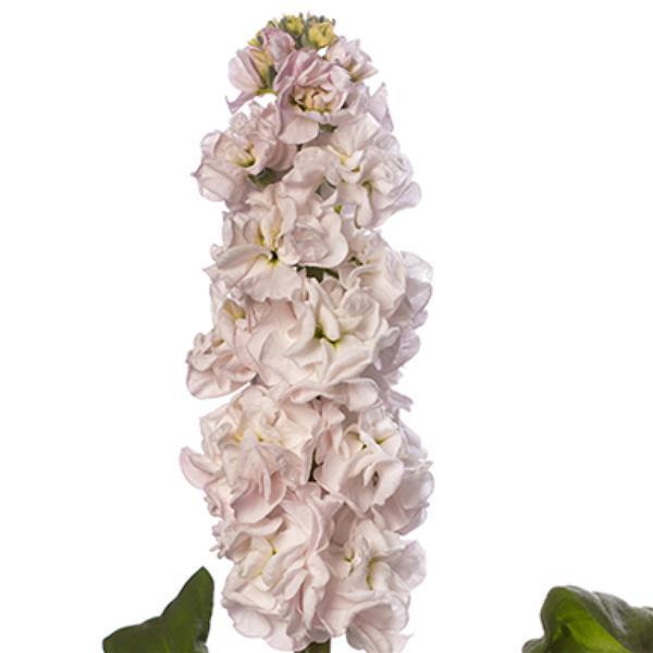 Matthiola Seeds Stox Silver Stock Seeds 50 Seeds Double Flower Variety