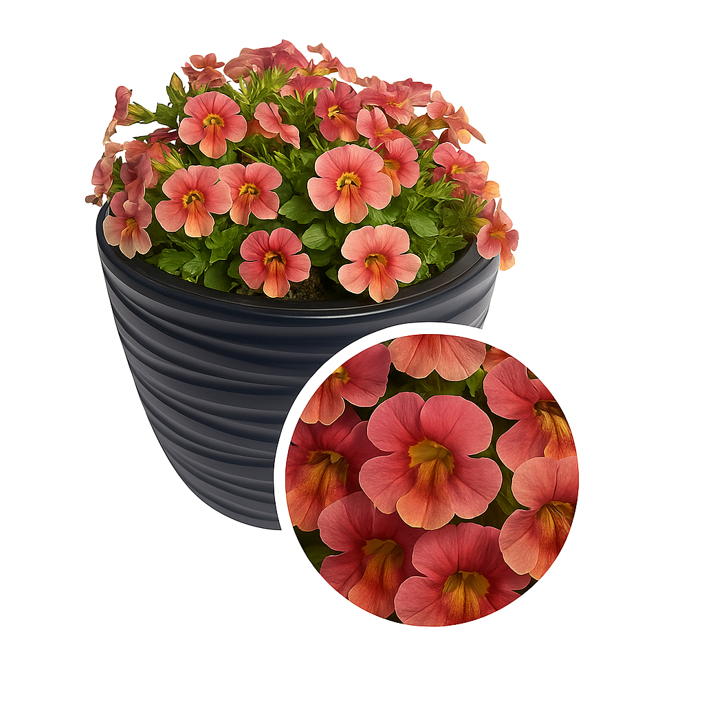 Mimulus Seeds Mimulus Medius Pastel Crimson 50 Pelleted Annual Flower Seeds