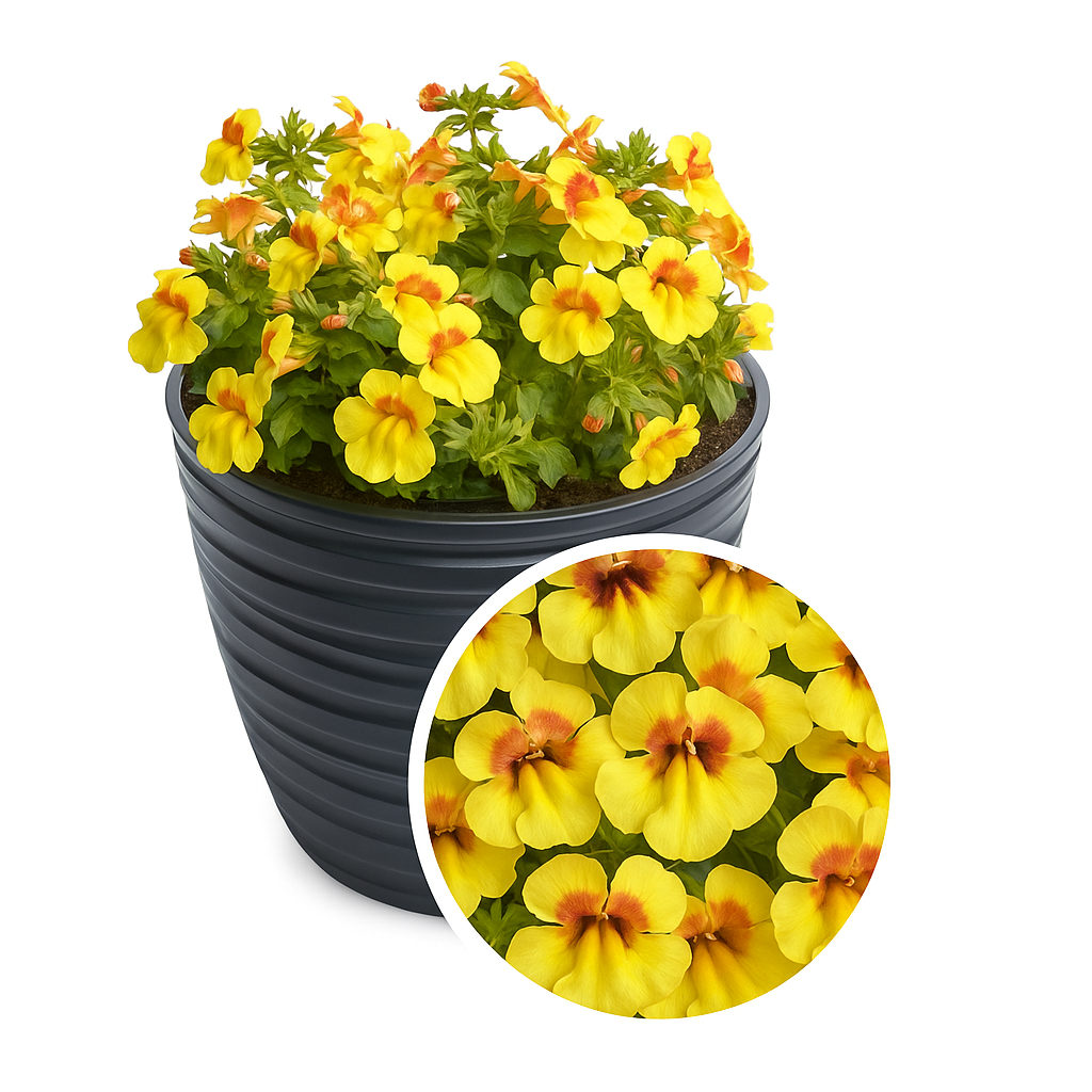 Mimulus Seeds – Mimulus Medius Yellow Bicolor 50 Pelleted Flower Seeds