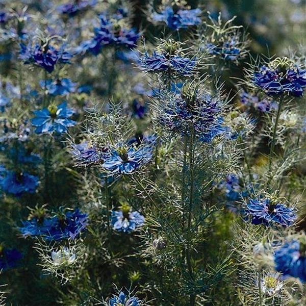 Miss Jekyll Dark Blue Nigella Seeds – 50 Cut Flower Seeds (Love-in-a-Mist)