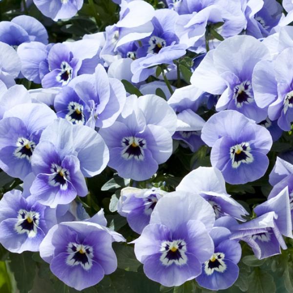 25 Pansy Seeds Freefall™ Marina Trailing Pansy