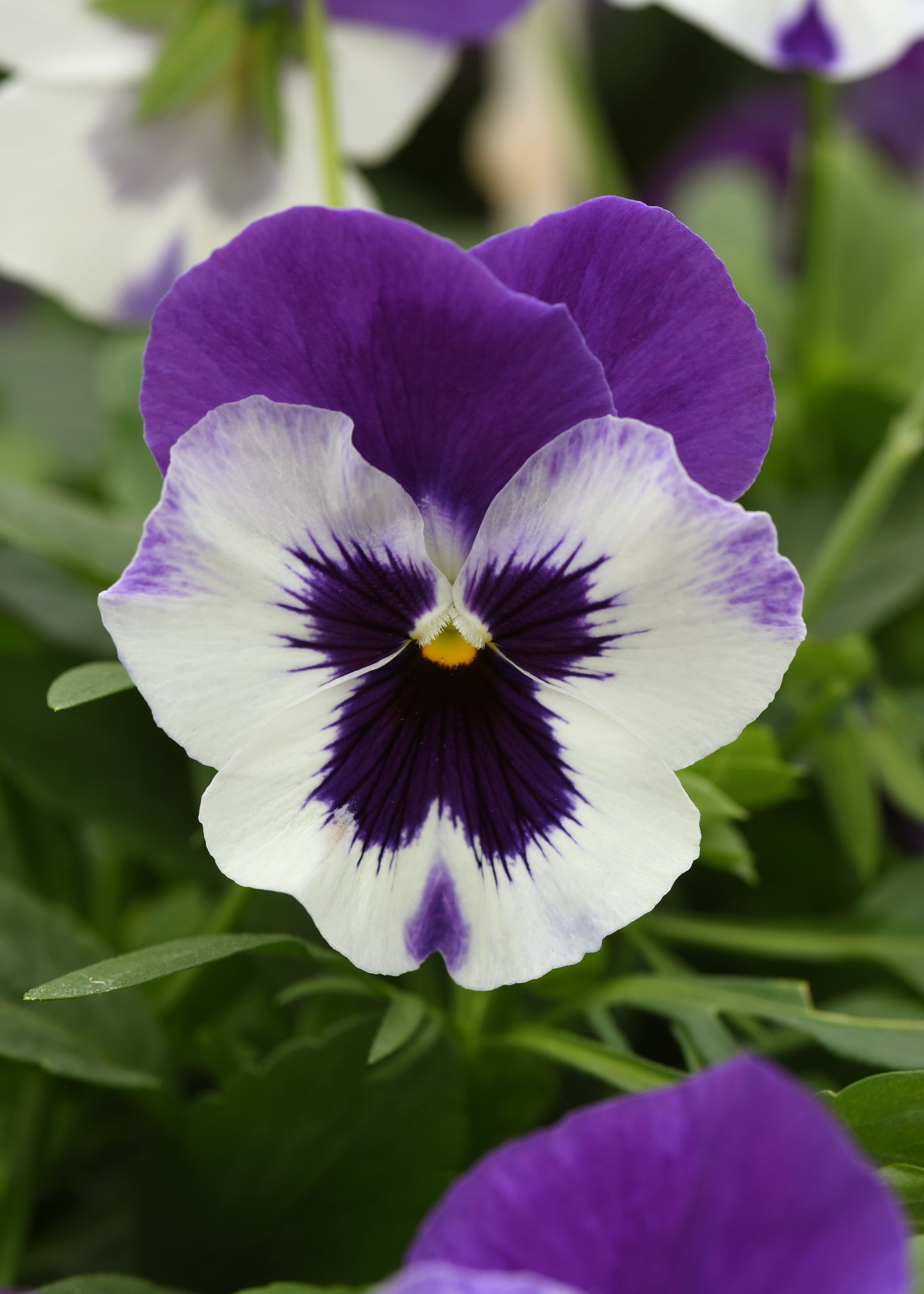 Top Wave Purple White Pansy Seeds 25 Seeds Trailing Variety